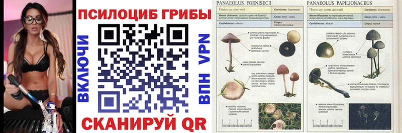где купить наркоту Шуя Псилоцибиновые грибы Psilocybe